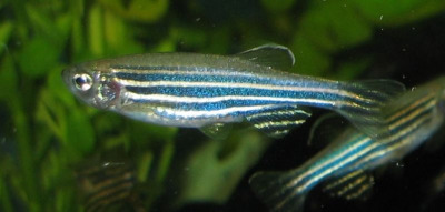 Danio rerio (Zebrafish)